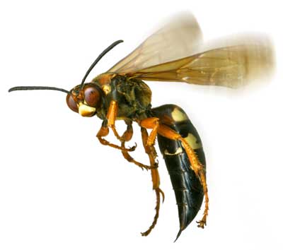 wasp