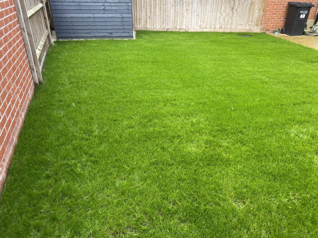 Lawn after Lawnscience repair
