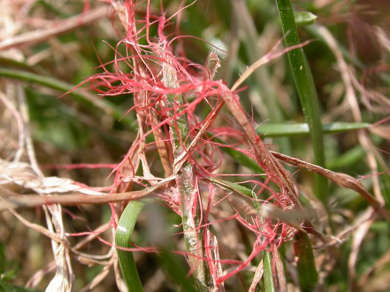 Red Thread Fungal disease