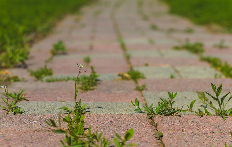 Weeds in Paving