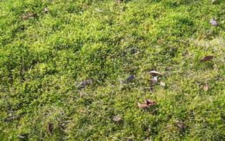 Moss in lawn