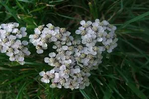 white weed flower