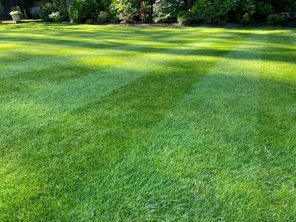 This is a picture of a lawn maintained by Lawnscience Collingham Lawn Care