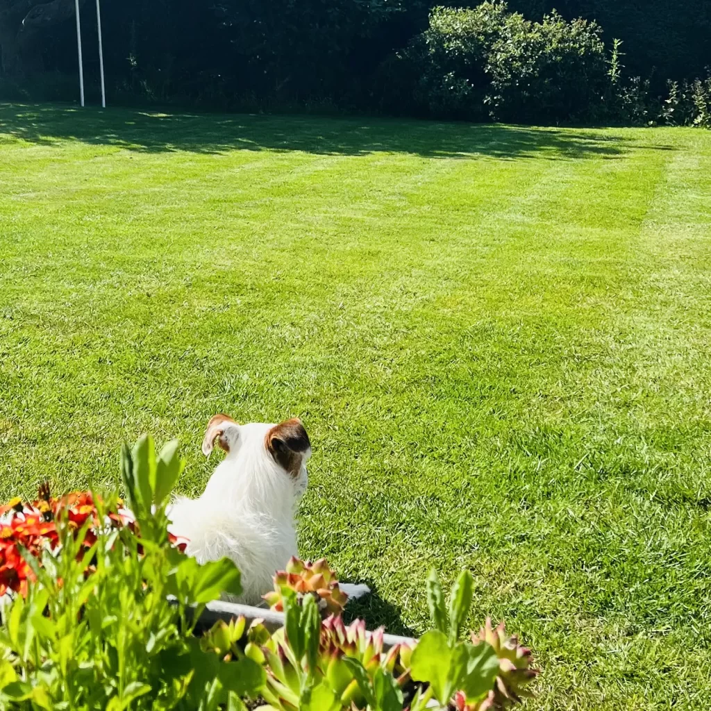 A picture of a dog on a beautiful lawn, Lawnscience Lawn Care Garforth